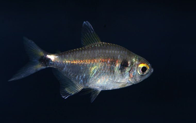 Head & Tail Lite Tetra