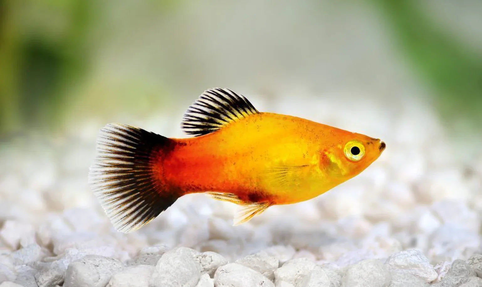 Highfin Candy Crescent Platy