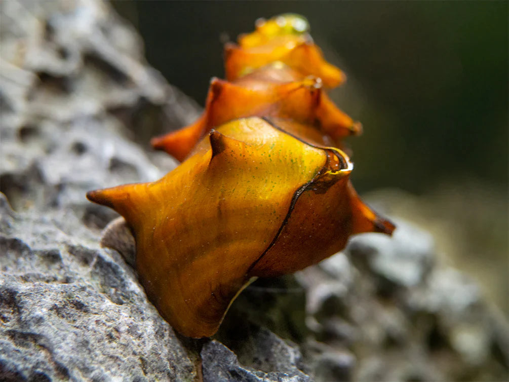 Horned Pagoda Snail