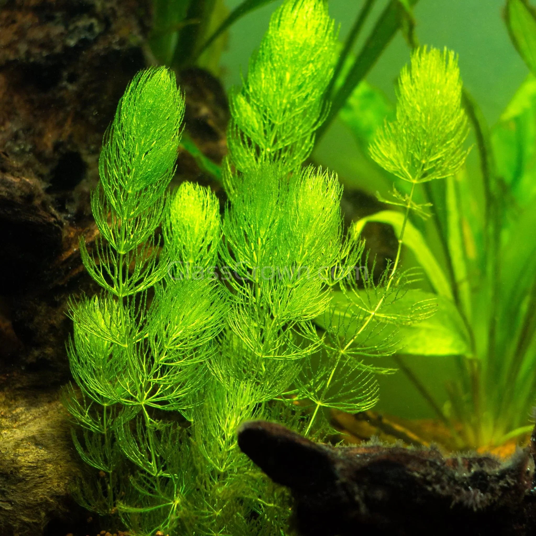 Hornwort Plant Bunched