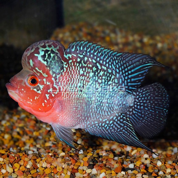 Hump Head Flowerhorn Cichlid