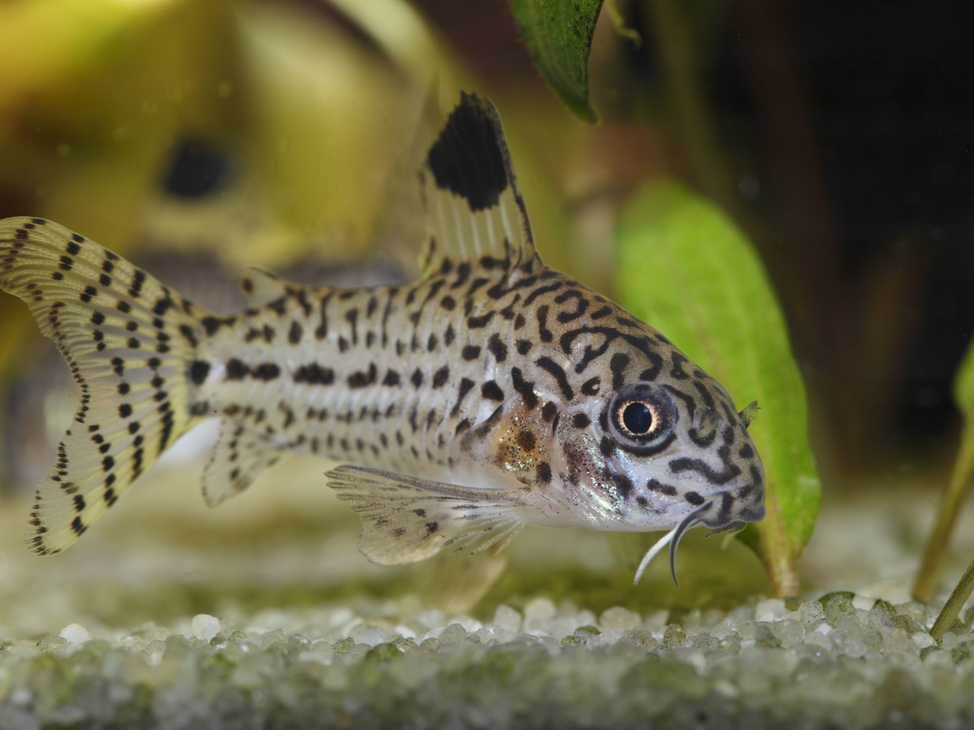 Julii Corydoras Tank Raised