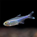 King Tetra
