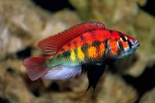 Kyoga Xyistichromis sp. Flameback Cichlid