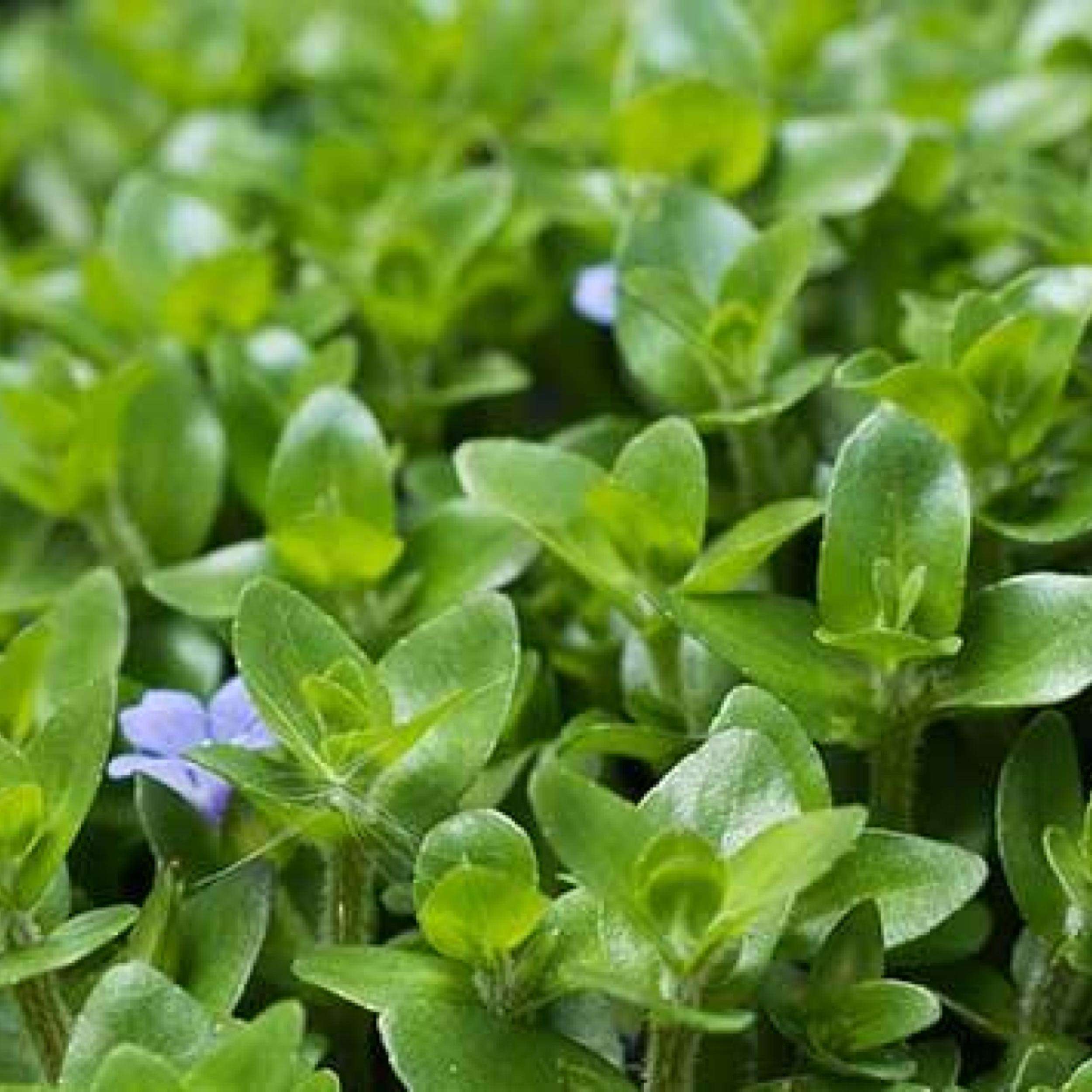 Lemon Bacopa Submerged Potted