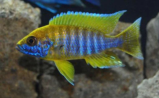 Lemon Jacobfreibergi Peacock Cichlid