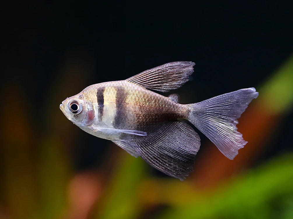 Longfin Black Skirt Tetra