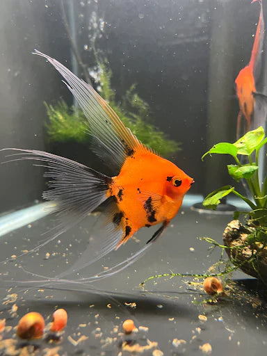 Red Devil Angel