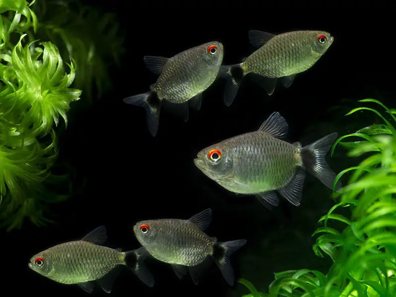 Red Eye Tetra