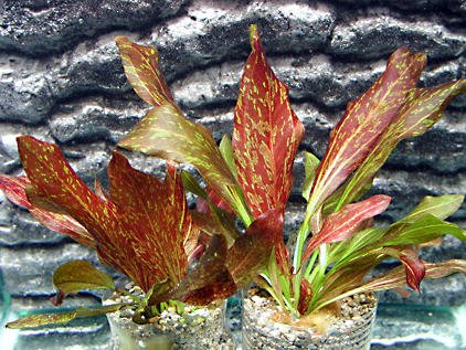Red Flame Sword Potted
