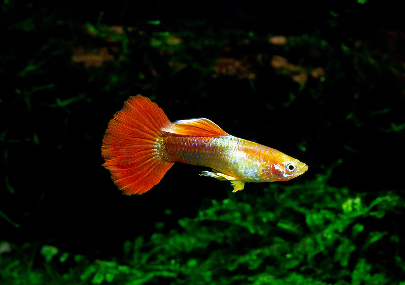 Red Flamingo Guppy Male