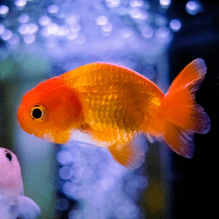 Red Lionhead Goldfish