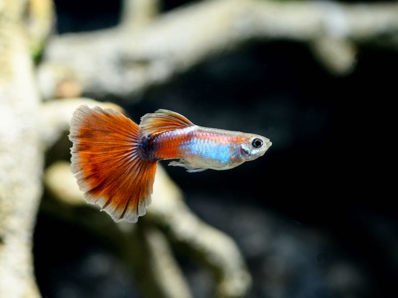 Red Queen Guppy Male