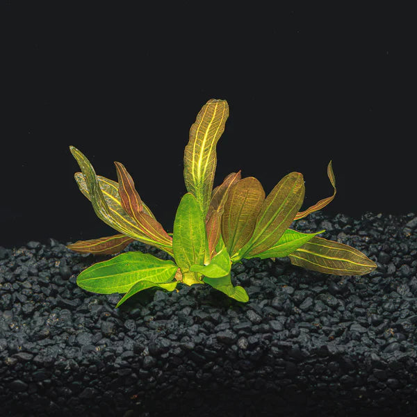 Red Rubin Sword Potted