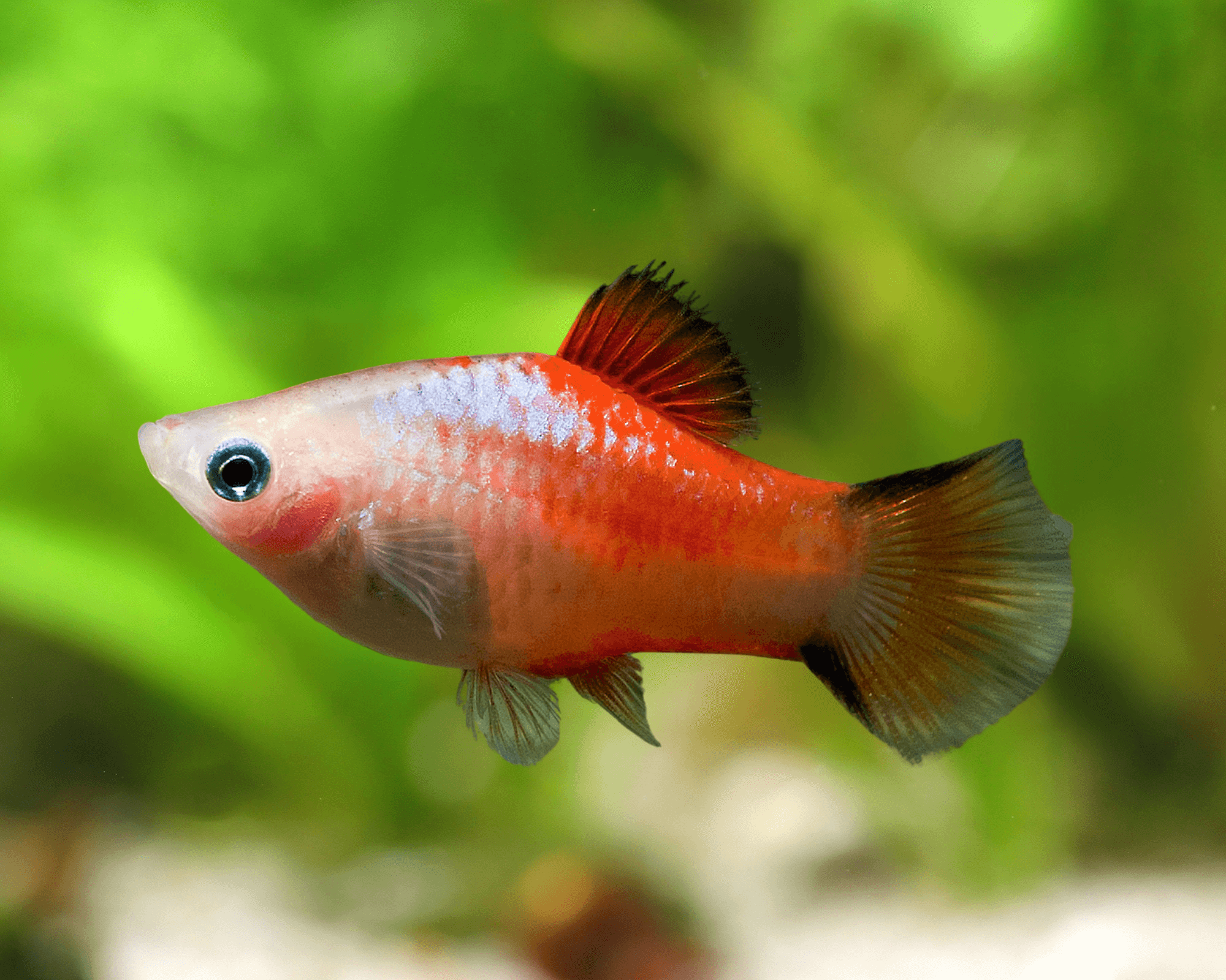 Red Top White Crescent Platy