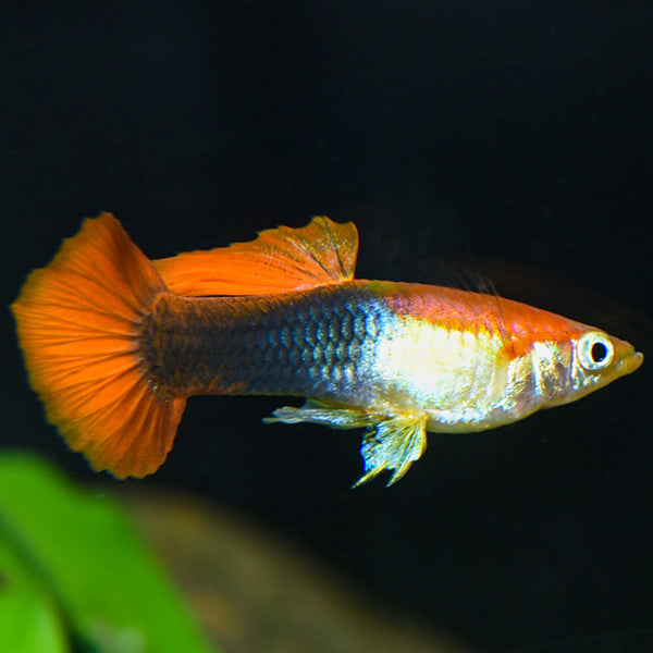 Red Tuxedo Guppy Male
