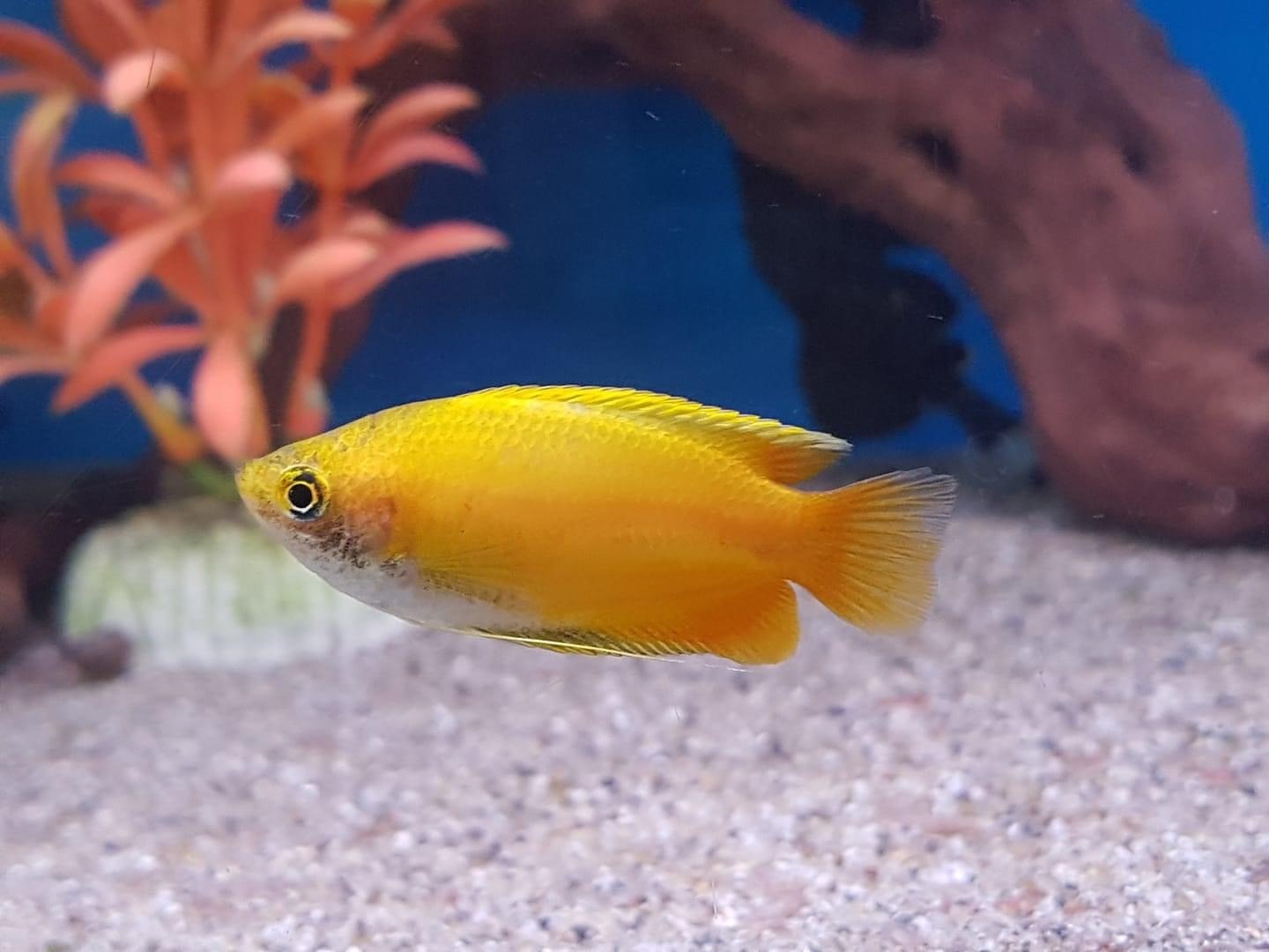 Red Gold Honey Gourami