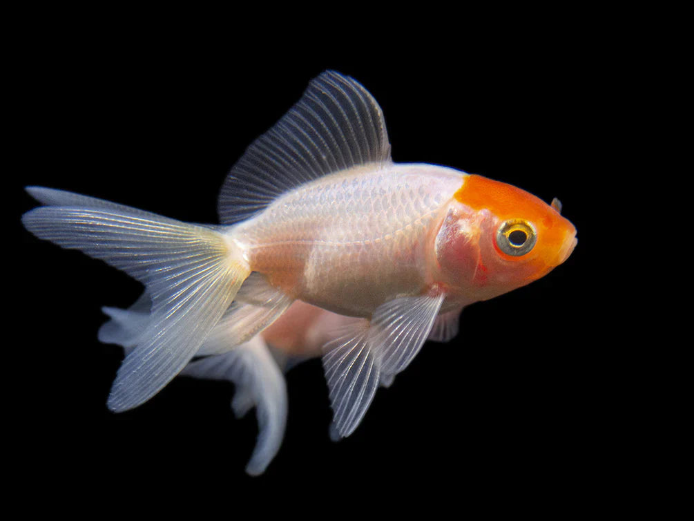 Red Oranda Goldfish