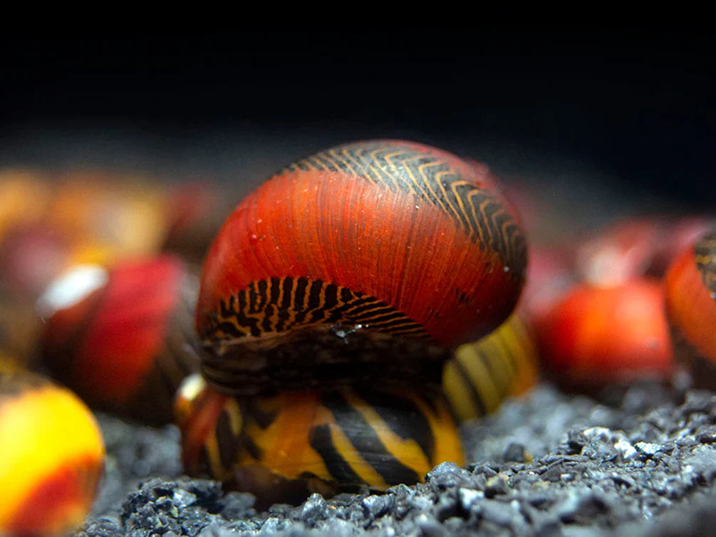 Red Racer Nerite Snail