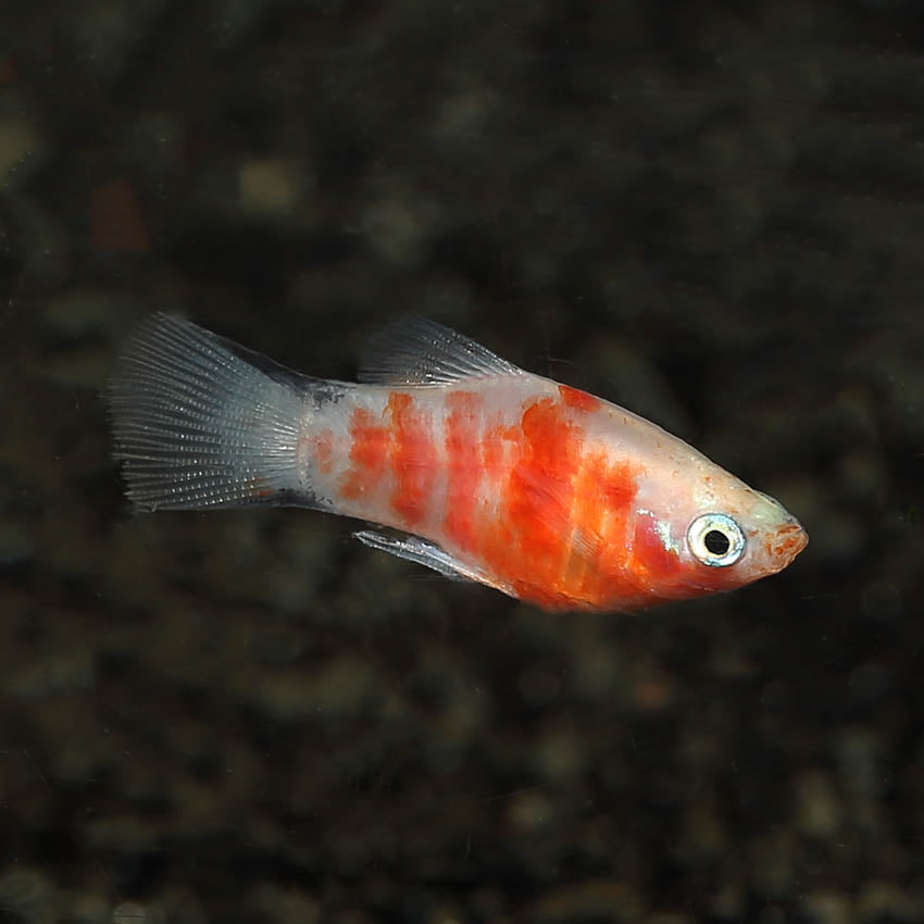 Red Tiger Platy