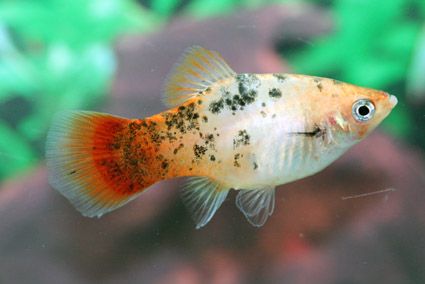 Redtail Dalmatian Platy