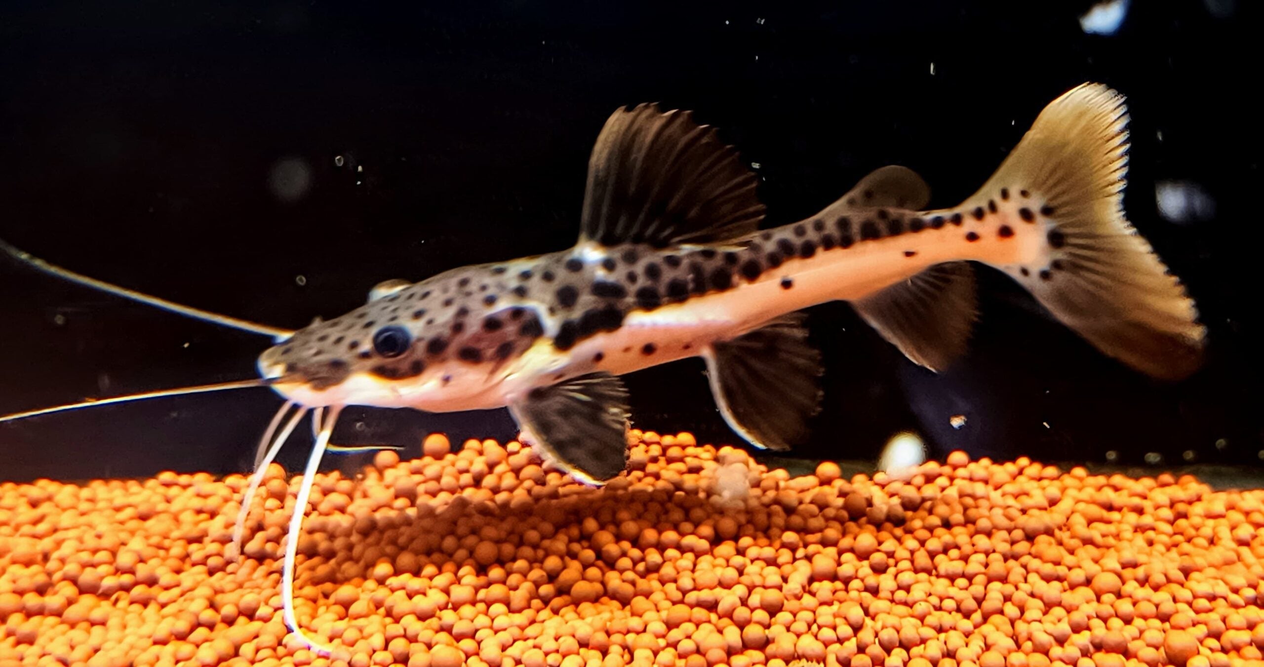 Redtail Shovelnose Hybrid Catfish