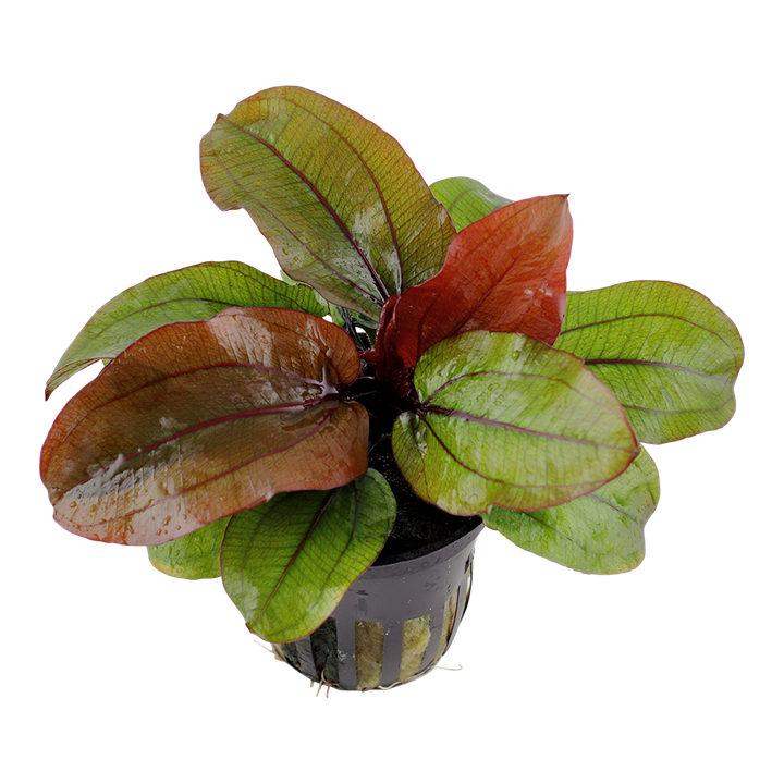 Reni Sword Plant Potted