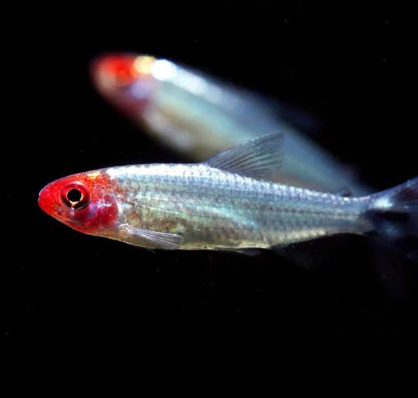 Rummynose Tetra