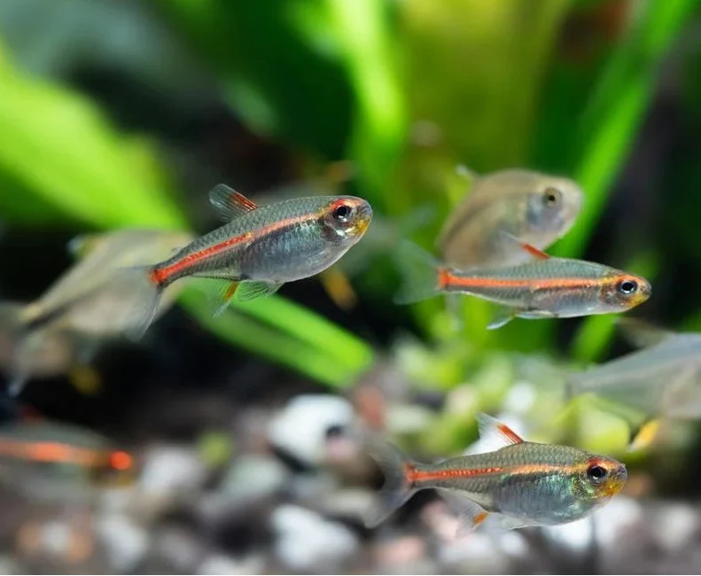 Sailfin Tetra