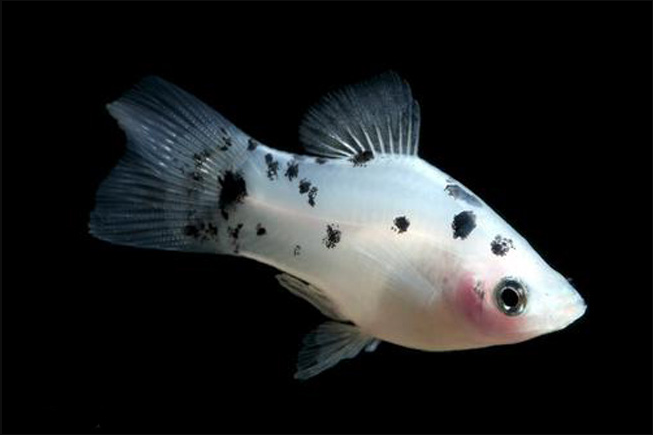 Salt & Pepper Platy