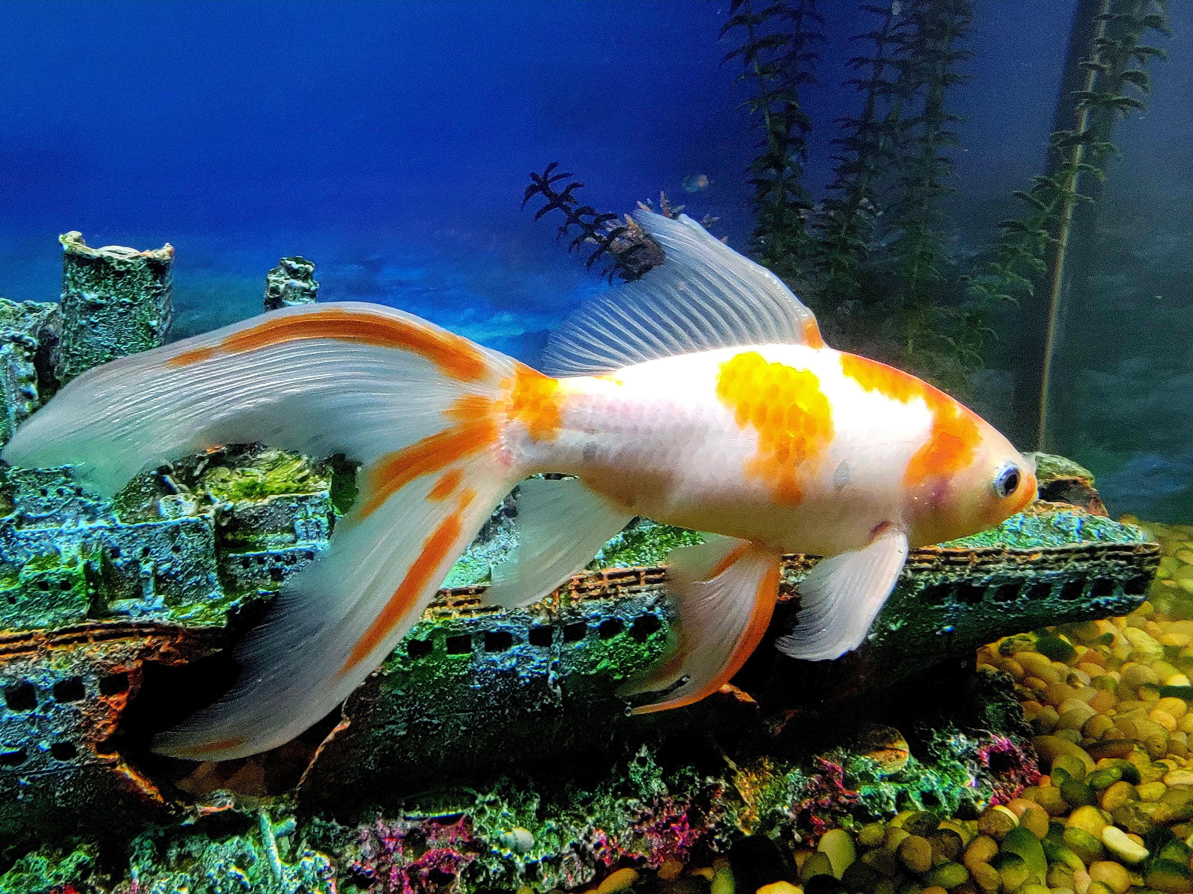 Sarassa Comet Goldfish