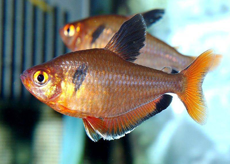Serpae Tetra