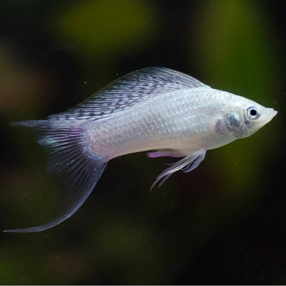 Silver Lyretail Molly