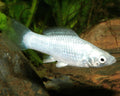 Silver Molly