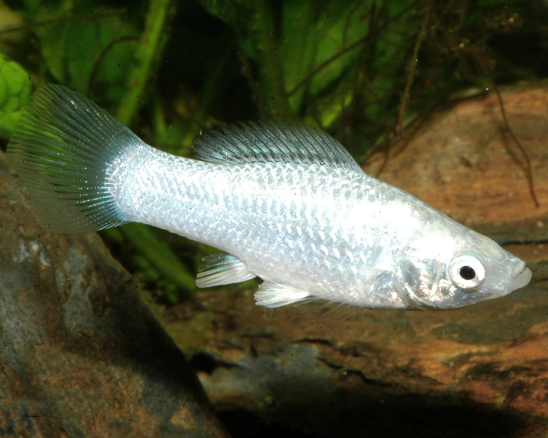 Silver Molly