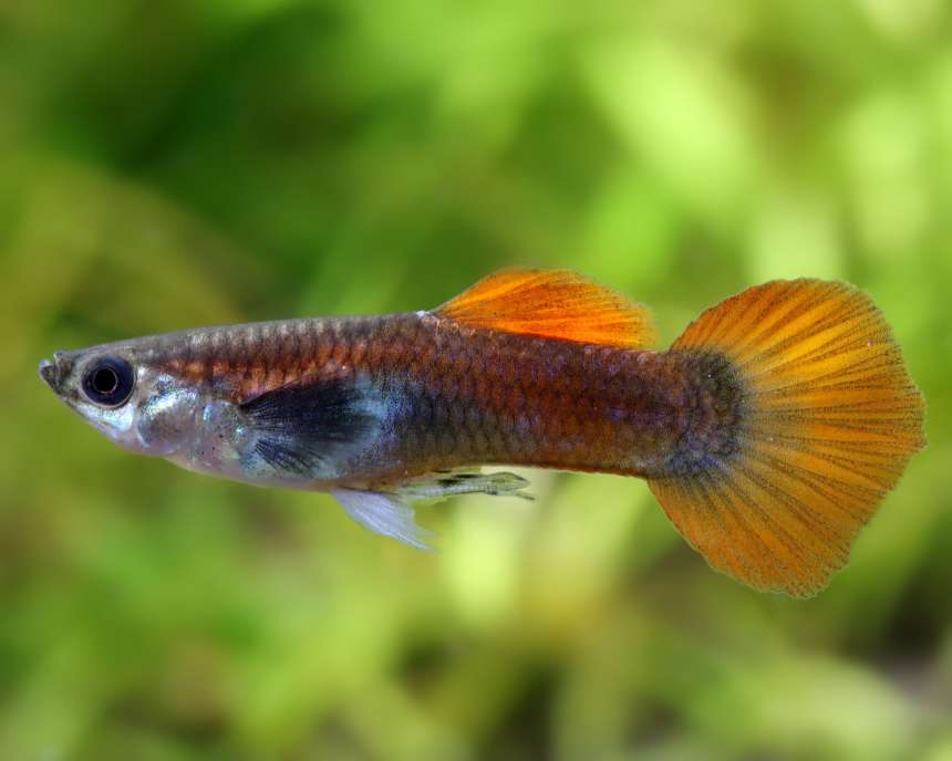 Silver Tux Dumbo Male Guppy