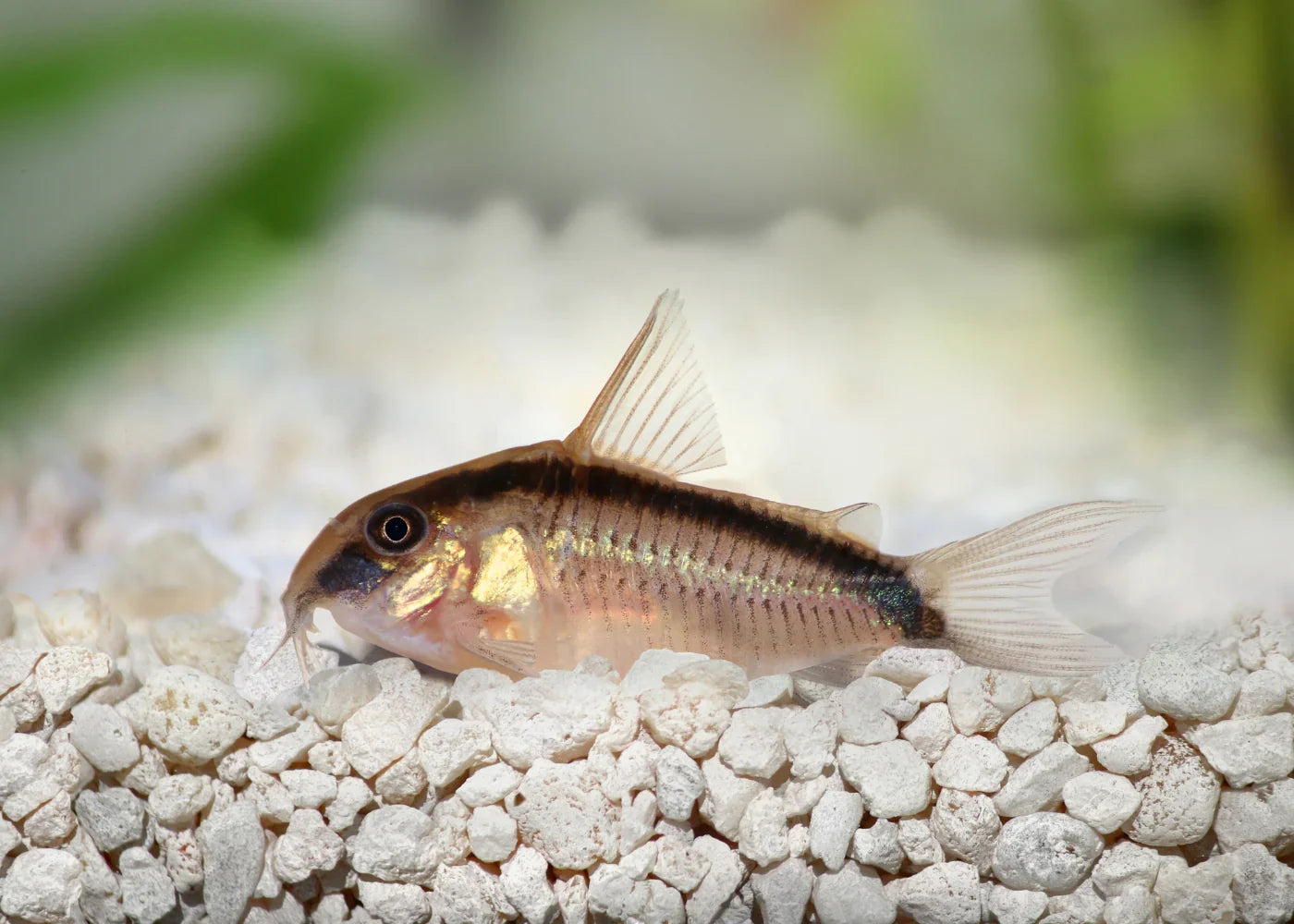 Skunk Corydoras