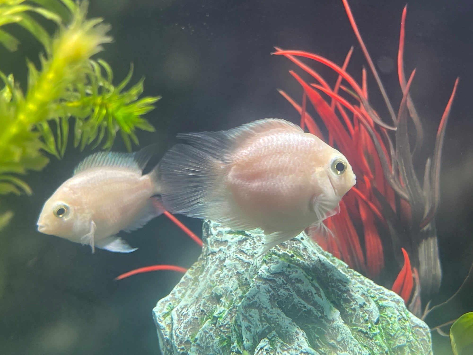 Snow White Parrot Convict Cichlid