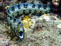 Snowflake Freshwater Moray Eel