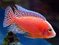 Strawberry Peacock Cichlid