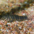 Striata Botia