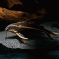 Striped Raphael Catfish