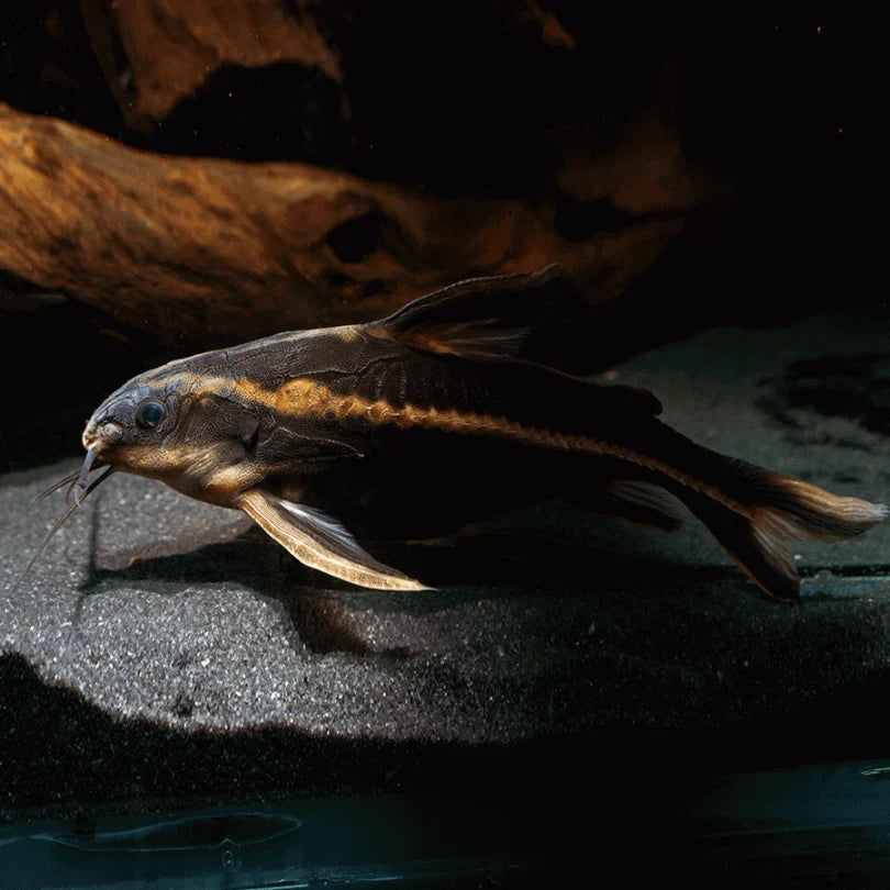 Striped Raphael Catfish