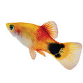 Sunburst Crescent Platy