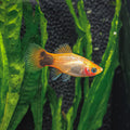 Sunburst Platy