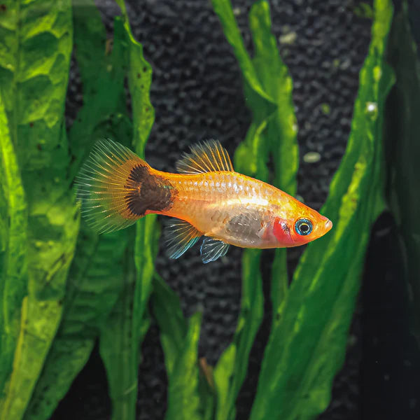 Sunburst Platy