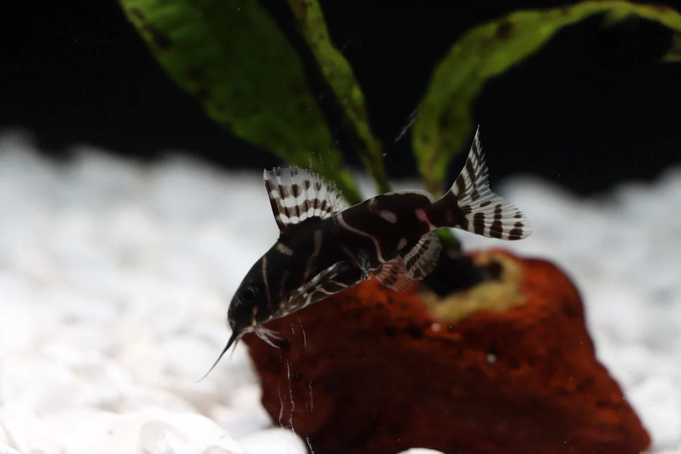 Syno. Angelicus X Eupterus Catfish Hybrid
