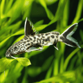 Synodontis Eupterus Catfish Florida