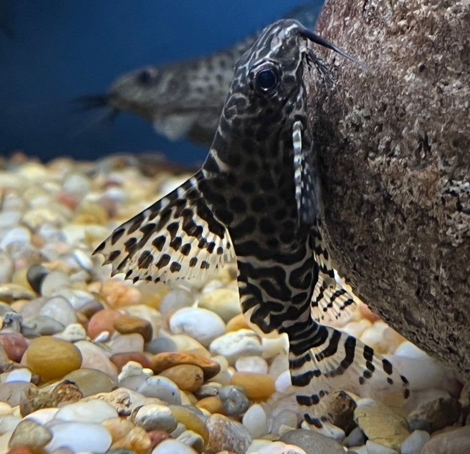Synodontis Lace Catfish