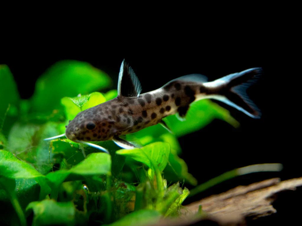 Synodontis Petricola Catfish Florida